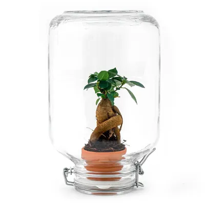 Produktbild von Urbanjngl Easyplant Ficus Ginseng Bonsai