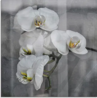 Produktbild von ARTland Glasbild Weisse Orchideen - white Orchid Größe: 30x30 cm