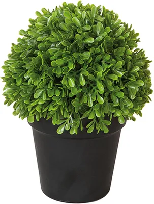 Image de Boule de buis/pot vert H23D18