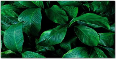 Produktbild von Coloray Bild aus Leinwand 140x70 Leinwand Dekoration - Blumen-Blätter der Pflanze