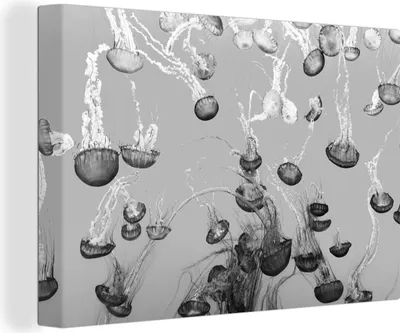 Produktbild von OneMillionCanvasses® - Leinwandbilder - 150x100 cm, Meer - Qualle - Schwarz - Weiß, Wandbilder Kunstdruck Wanddekoration