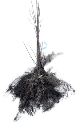 Obrázok produktu pre 10 ks javor tatársky 'Ginnala' (Acer tataricum 'Ginnala') | 60-90 cm, bez koreňového balu