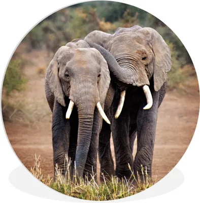Produktbild von MuchoWow® Rundes Wandbild - Runde Bilder Elefant - Tiere - Bäume - Natur Ø 60 cm Kreis Wanddekoration Kunststoff - Wandkreis - Wandschmuck - Wand Kreis - Das Schlafzimmer - Die Bilder - Wandmalerei - Kunst für das Haus - das Plastik