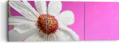 Produktbild von Bild auf Leinwand - Leinwandbild - Blume frühling garten - 90x30cm - Wand Bild - Wanddeko - Leinwanddruck - Bilder - Kunstdruck - Wanddekoration - Leinwand bilder - Wandkunst - CA90x30-2469