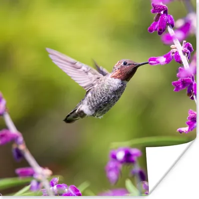 Produktbild von MuchoWow® Poster Kolibri - Vogel - Natur 75x75 cm - Wand Dekoration