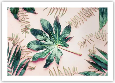 Produktbild von Poster - Poster ohne Rahmen - Blatt Tropisch Palme - 70x50 cm - Wand Bild - Wanddeko - Wandbilder - Kunstposter - Wandposter - Bilder - Kunstdruck - Wanddekoration - Wandbild - P2XAA70x50-4314