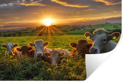 Produktbild von MuchoWow® - Selbstklebend - Fototapeten