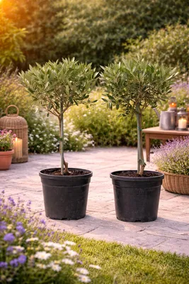 Produktbild von Olivenbaum Stämmchen 50–60 cm 2er Set – Olea Europaea, mediterrane Pflanze für Balkon, Terrasse & Garten, winterhart bedingt
