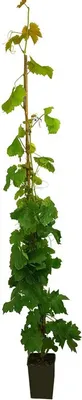 Produktbild von Weinrebe Vitis vinifera Crimson Seedless 180-200 cm Tafeltraube - knackige, kernlose hellrote Trauben