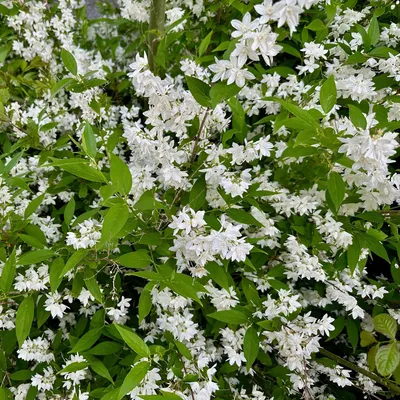 Produktbild von Deutzia Gracilis Zierlicher Strauch Blüte Weiß Bienen winterhart Gartenpflanze