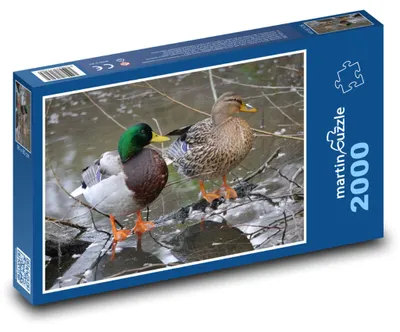 Produktbild von martinpuzzle - Puzzle 2000 Teile - Enten auf einem gefrorenen Fluss