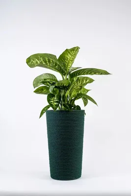 Produktbild von ADONI Handgefertigter Baumwoll-Blumentopf mit Einsatz (47 cm) – Dekorativer Übertopf für Zimmerpflanzen, Grün