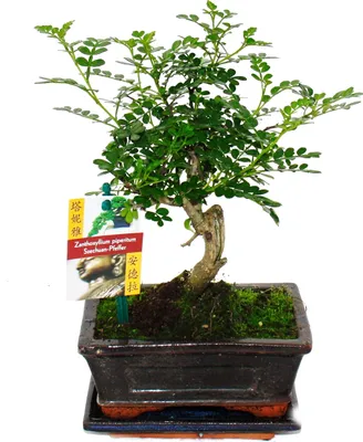 Zdjęcie produktu dla Bonsai pieprz syczuanski - Zanthoxylum piperitum - ok. 6 lat - ksztalt kulisty