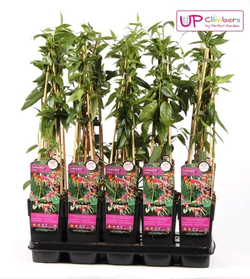 Produktbild von Immergrünes Geißblatt Lonicera henryi / Geißschlinge