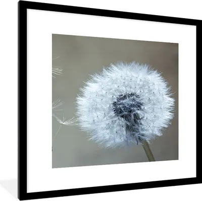 Produktbild von MuchoWow® Gerahmtes Poster Löwenzahn - Blume - Pflanze 40x40 cm - Poster mit Schwarzem Bilderrahmen Wandposter Rahmen Foto Bilder - Poster - Plakat im Rahmen