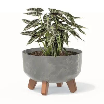 A potted plant with dark green and white striped leaves sits in a gray planter with wooden legs against a white background.