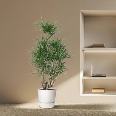 Image de Dracaena Anita - 140 cm de haut - soucoupe de 31 cm