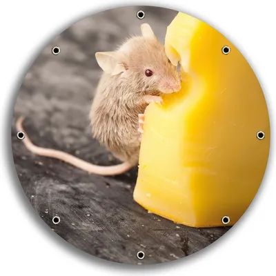 Produktbild von Wallario rundes Outdoor-Poster für Garten oder Balkon, Motiv Süße Maus knabbert an einem Käse in der Küche, 30 cm Durchmesser