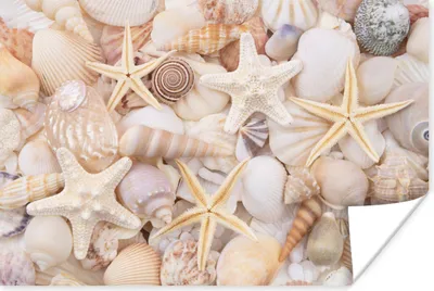 Produktbild von MuchoWow® Poster Seestern - Muscheln - Strand - Sommer 120x80 cm - Bilder