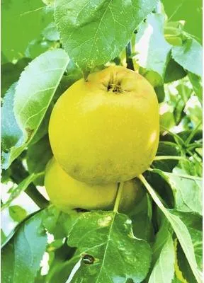 Obrázek produktu pro Jabloň sloupovitáFloraSelfMalus domestica 'Garden Fountain' 130-150 cm květináč 7,5 l