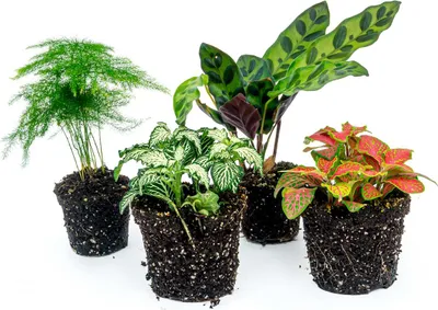 Produktbild von Pflanzenset - Lancifolia - 4 Pflanzen - Calathea Lancifolia - Spargel - Rote & weiße Fittonia