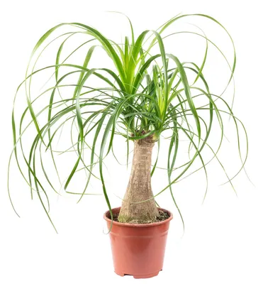 Produktbild von Elefantenfuß 1-Stamm - pflegeleichte Zimmerpflanze, Beaucarnea - Höhe ca. 40 cm, Topf-Ø 14 cm