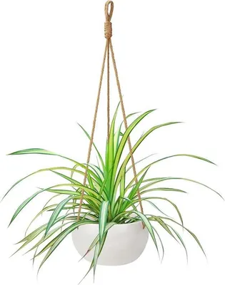 Image de Pots suspendus en céramique - Blanc - 69 cm - Macramé - Support pour fleurs - Suspension décorative.