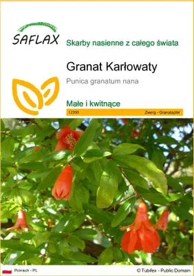Zdjęcie produktu dla SAFLAX - Granat Karłowaty - 50 Nasiona - Punica granatum nana