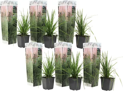 Produktbild von Pampasgräser - 6 Stk - Cortaderia selloana - Höhe 25-40cm - ⌀9cm