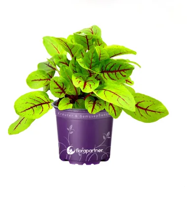 Produktbild von Sauerampfer Rumex sanguineus