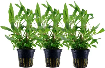 Produktbild von Aquarium Pflanze 3 Stück Hygrophila Siamensis 53B Wasserpflanze AquaOne 353B Set
