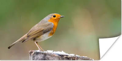 Produktbild von MuchoWow® Poster Tiere - Vogel - Rotkehlchen 40x20 cm - Poster für die Wand - Poster Schlafzimmer