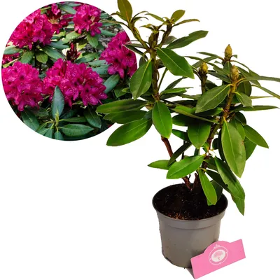 Produktbild von Rhododendron 'Polarnacht' Dunkelviolette Blumen- Höhe 40/50cm - 1,5 Liter Topf