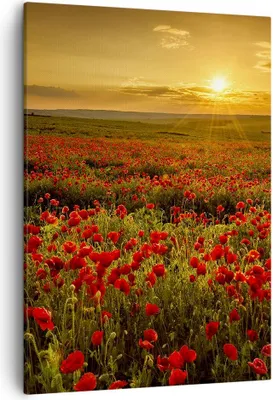 Produktbild von Bild auf Leinwand - Leinwandbild - Einteilig - Mohn Blume Wiese - 50x70cm - Wand Bild - Wanddeko - Wandbilder - Leinwanddruck - Kunstdruck - Wanddekoration - Leinwand bilder - Wandbild - PA50x70-3643