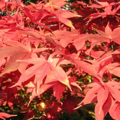 Obrázok produktu pre Javor japonský  - Acer palmatum 'Osakazuki'  | 60- 80 cm v kontajneri
