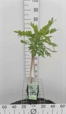 Obrázok produktu pre Wisteria f. 'Longwood Purple' - Blauregen 'Longwood Purple' 50-60 cm | Topf