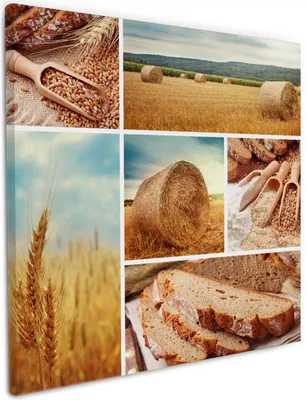 Produktbild von Wallario Premium Leinwandbild Weizen und Mehl  Vom Korn zum Brot in Größe 50 x 50 cm