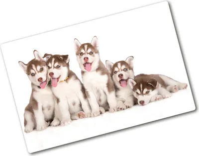Produktbild von Tulup Glas Herdabdeckplatte - 80x52 cm - Glaskeramikkochfeld-Abdeckung Spritzschutz Glasabdeckplatte - Einteilig - Tiere - Husky Welpen - Braun