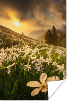 Produktbild von MuchoWow® Poster Blumenfeld - Hügel - Sonnenuntergang - Berg - Natur - Weiß - Hügel 40x60 cm - Plakate für die Wand - Poster Babyzimmer