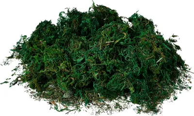 Obrázek produktu pro Clayre & Eef Dekorace 40x30 cm Zelený plast