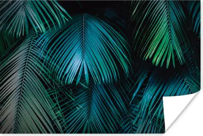 Produktbild von MuchoWow® Poster Dschungel - Blätter - Grün - Blau 180x120 cm - Fotoplakat