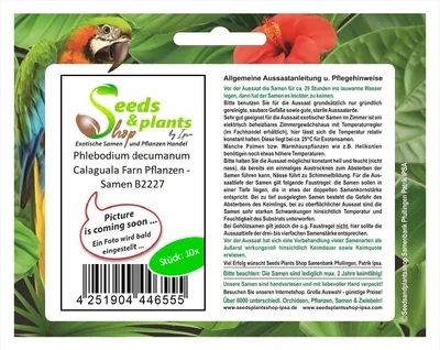Produktbild von 10x Phlebodium decumanum Calaguala Farn Pflanzen - Samen B2227