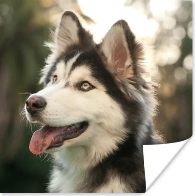 Produktbild von MuchoWow® Poster Husky im Park 75x75 cm - Wand Dekoration