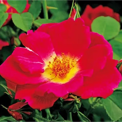Obrázek produktu pro Růžová  – Kordes Nektar Rose – Rosa 'Weg Der Sinne'®