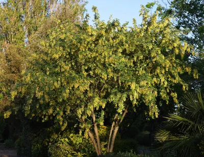 Produktbild von Goldregen 'Vossi' (Laburnum x watereri) – Höhe 80 cm – 5-Liter-Topf