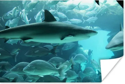 Produktbild von MuchoWow® Poster Großer Hai in einem Aquarium 90x60 cm - Schlafzimmer