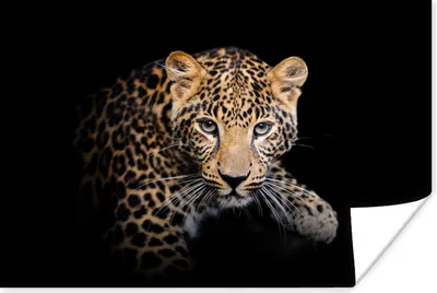 Produktbild von MuchoWow® Poster Panther - Schwarz - Tiere 90x60 cm - Schlafzimmer