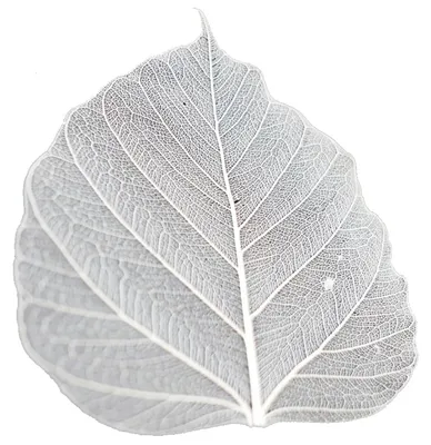 50 Bodhi-Blätter, durchscheinend, geädert, Naturfarbe, 8,9-11,2 cm