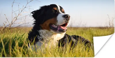 Produktbild von MuchoWow® Poster Berner Sennenhund im Gras liegend 40x20 cm - Poster für die Wand - Poster Schlafzimmer