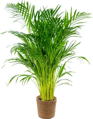 Produktbild von Dypsis Lutescens - Goldfruchtpalme - Areca Palme - Zimmerpflanzen - Pflegeleicht - Haustierfreundlich - Höhe 100-120 cm - Mit Seegras Korb 21 cm